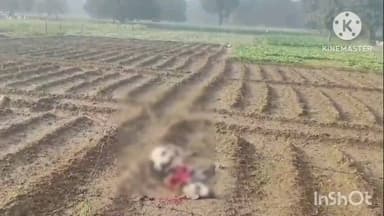 नगर के मोहल्ला नंदपुरी स्थित खेतों में आवारा कुत्तों ने गोवंश पर हमला कर उसे मौत के घाट उतारा, किया अंतिम संस्कार