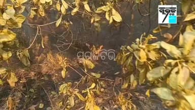 ତାଳସାରିରେ ବନ୍ଦ ହୋଇଥିବା ଚମଡା ଗୋଦାମ ପରିସରେ ଥିବା ଗଛରେ ରେ ଲାଗିଲା ନିଆଁ, ପହଁଚିଲେ ଅଗ୍ନିଶମ ବାହିନୀ