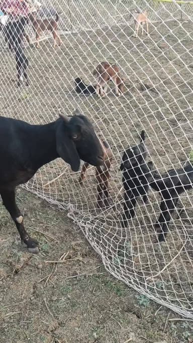 भेड़ बकरी भी समझने में का मतलब जब भूख लगती है बच्चों को तो देख माँ की ममता