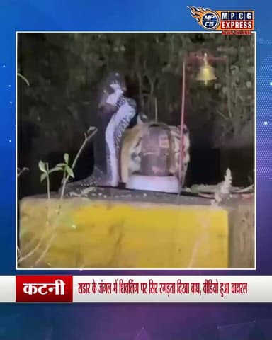शिव भक्ति करता दिखा जंगल का राजा
सडार के जंगल में शिवलिंग पर सिर रगड़ता दिखा बाघ, वीडियो हुआ वायरल