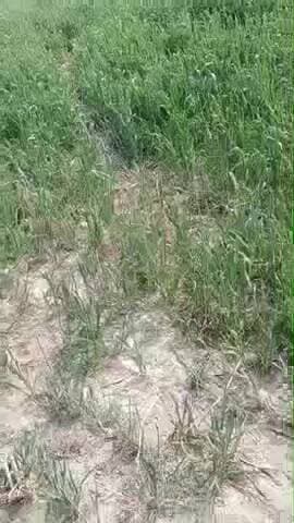 गायो से परेशान किसान फसल की बर्बाद गायो का केहर किसान माग रहा ज़ेहर 😞😞🙏🙏@@##@#