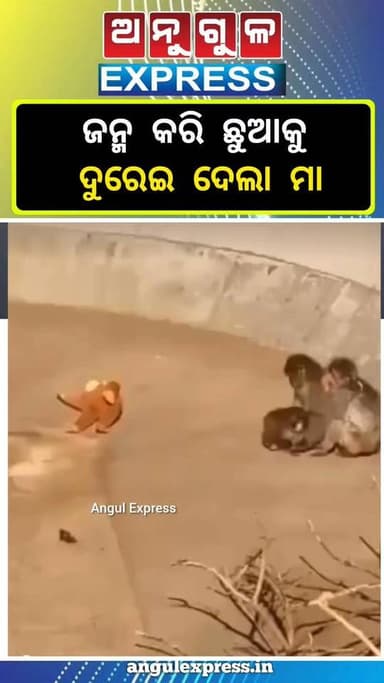 ବିଚଳିତ କରିଲା ଭଳି ଦୃଶ୍ୟ.. #viralreelsシ #angulexpress