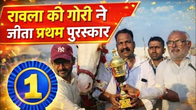 रावला की गोरी ने जीता अश्व मेले में प्रथम पुरस्कार गढ़साना और हनुमानगढ़ में #घोड़ा #rawla
