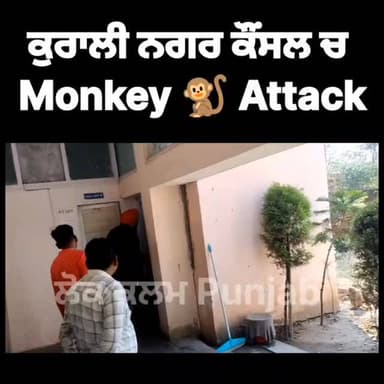 Kurali Municipal council in Monkey 🐵🐒fear 😨
