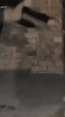 कैराना: बसेड़ा गांव में युवक ने कुत्ते को रस्सी से बांधकर पीटा, वीडियो वायरल होने पर पुलिस ने दर्ज किया मुकदमा