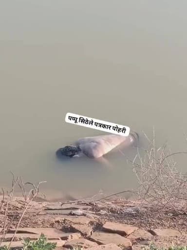 आखिर पाच दिन बाद मिली तालाब मे डूबा. युवक का शव ताला के किनारे तैरता हुआ आया ऊपर