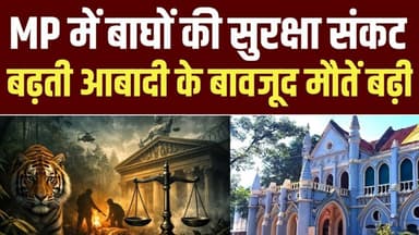 MP में बाघों की सुरक्षा पर संकट, 5 साल में 147 बाघों की मौत, 82 की जान आपसी संघर्ष में गई