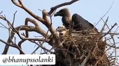 नीमच नगर: जिले में गिद्धों की गणना का कार्य संपन्न हुआ