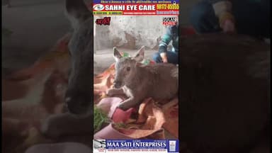 अर्की की पंचायत भूमती के पूर्व प्रधान योगेश गौतम ने एक घा*यल #हिरण के बच्चे को मौ**त के मुंहबचाया।