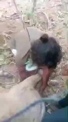 आमलारी में मानवता की मिसाल: युवाओं ने घायल नीलगाय को बचाया, जनसहयोग से सिरोही वन विभाग तक पहुंचाया #saveanimal #sirohi