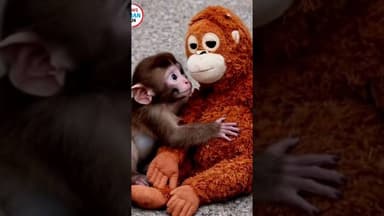 जापान का ये punch पुरे देश को Emotional कर दिया #punch #japanpunch #shortsviral