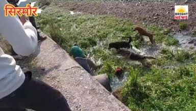 -#सिरमौर -- नाहन क्षेत्र के जोगी वन में तेंदुए और कुत्तों की भिड़ंत....#देखिए...
-#ब्राइट #न्यूज #सिरमौर #नाहन #शिलाई #...