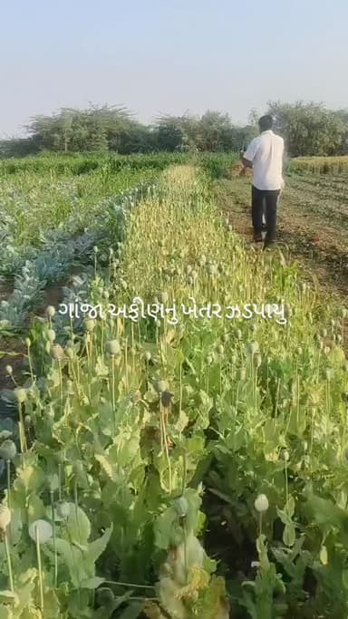 ગાંજા અફીણનું ખેતર ઝડપી લેતી સિહોર પોલીસ