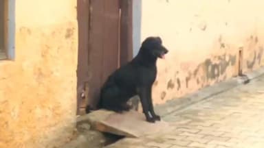 महेंद्रगढ़: महेंद्रगढ़ में ₹7 लाख की लागत से बनेगा डॉग शेल्टर होम, 350 कुत्तों को पकड़ने का आदेश जारी