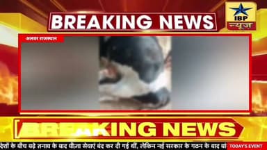 Alwar Breaking: दर्जनों की तादात में मारी पड़ी गाए किसने काटा हंगामा #ibpnews #अलवर #muneesh