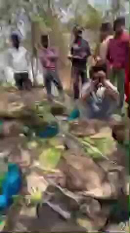 गाज़ियाबाद के लोनी के ग्राम पचारा मे दर्जनों मृत पाए गए मोर वन विभाग की टीम मोके पर
#मोर