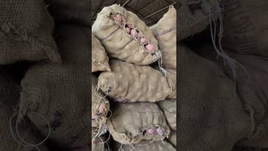 कंचन आलू का भाव चकरपुर मंडी कानपुर से #aalukabhav #farming