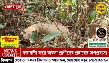 অমানবিক ভাবে বস্তাবন্দি করে কুকুর পাচারের অপপ্রয়াস! সচেতন জনগন এবং পশুপ্রেমীদের তৎপরতায় উদ্ধার কুকুরগুলো! ঘটনা চাকমাঘ...