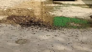 बेल्थरारोड तहसील में बड़ा हादसा टला: एसडीएम कार्यालय के पास गिरा विशाल मधुमक्खी का छत्ता #belthraroad #ballia #news #SDM...