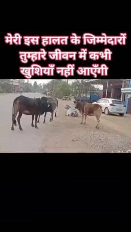 *जब टाइगर सफारी बन सकता है तो काऊ सफारी क्यों नहीं?*
अभियान के अंतर्गत