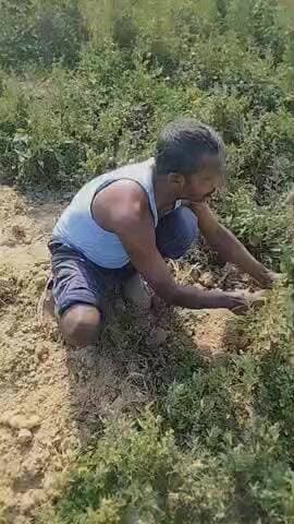 गांव कोला जलालाबाद #100 पैकेट बिना आलू का किसान परेशान