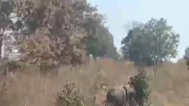 गोपद बनास: खोलघाट के ऊपर पहुंचा हाथियों का दल, वन विभाग का अमला मुस्तैद