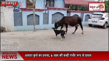 DOG ATTACK CHILD-शाजापुर आवारा कुत्ते का हमला, 6 साल की बच्ची गंभीर रूप से घायल
#dharnews #latestnews #latestupdates...