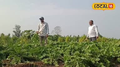 एमपी के बुरहानपुर का यह किसान ऑर्गेनिक खेती से लाखों की कर रहा है कमाई #reel #burhanpur #mohandhakle #india