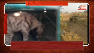 আসানসোলের চুরুলিয়ায় বিশালাকার হায়না উদ্ধার, চাঞ্চল্য এলাকায়