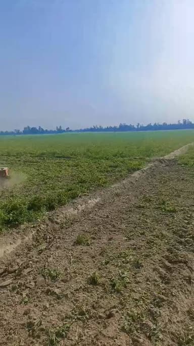 जिला बदायूं ग्राम कसेर में मटर का दाम कम होने के कारण पप्पू कश्यप ने 20 बीघा खेत में चलवाया ट्रैक्टर