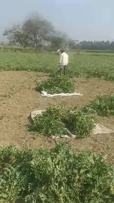 जिला बदायूं ग्राम कसेर में मटर का दाम कम होने के कारण पप्पू कश्यप ने 20 बीघा खेत में चलवाया ट्रैक्टर