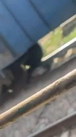 #हाथरस में मालगाड़ी के नीचे आया यात्री, ट्रेन के पकड़ने के दौरान फिसला पैर
#मथुरा-कासगंज रेलवे मार्ग का मामला