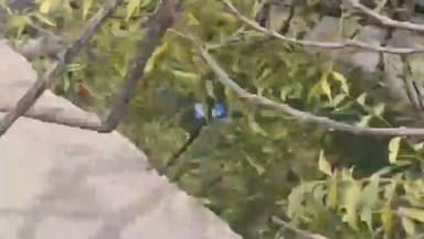 हिण्डौन: भायलापुरा में लेपर्ड दिखाई देने से मचा हड़कंप, लोगों में दहशत का माहौल, SP सहित प्रशासन मौके पर पहुंचा