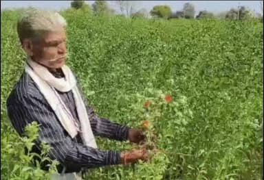 कुंवरिया: राजसमंद के किसान ने उगाया 'अमेरिकन केसर', पारंपरिक खेती छोड़कर कमाएंगे ₹10 लाख