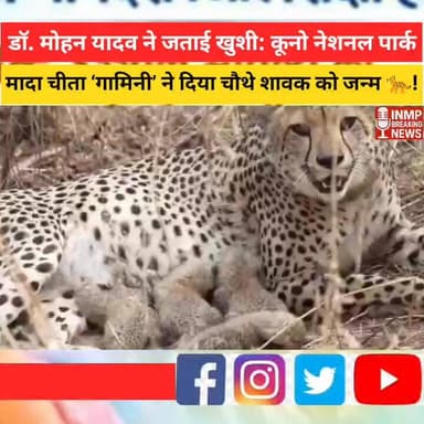 डॉ. मोहन यादव ने जताई खुशी: कूनो नेशनल पार्क में मादा चीता ‘गामिनी’ ने दिया चौथे शावक को जन्म 🐆
#ProjectCheetah #KunoNa...