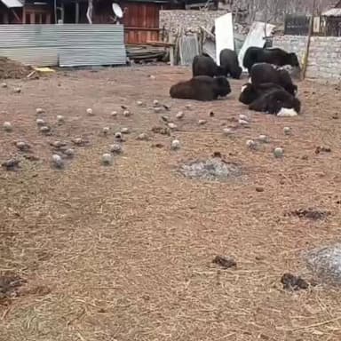 सांगला: रकछम गाँव के पहाड़ियों से निचले क्षेत्रों में उतरे याक, वीडियो आया सामने