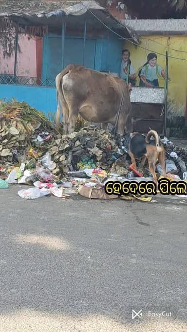 ହେଦେରେ ପିଲେ....
#hederepile #gunamanibiswal