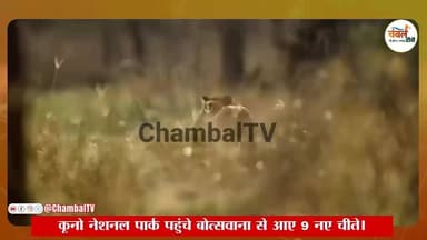 भारत का मिशन कूनो: बोत्सवाना की दहाड़ से दुनिया ने माना प्रोजेक्ट चीता का लोहा | ChambalTV
#ProjectCheetah #KunoNationa...