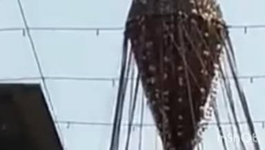 पेण: पेण कोळीवाड्यात ४० फूट उंच भव्य होळीची उभारणी; बघण्यासाठी नागरिकांची मोठी गर्दी