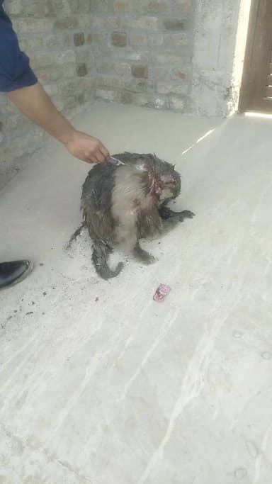 singan kheda mein Bandar pe Kiya kutton Ne hamla hamle se Bandar Gambhir Roop se Ghayal doctor ne lagaya injection