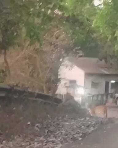 पाटण: कोयना नगर येथे बिबट्याचे दर्शन व्हिडिओ व्हायरल