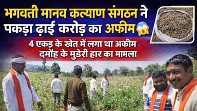 दमोह जिले के मुड़ेरी हार क्षेत्र से बड़ी खबर सामने आई है। भगवती मानव कल्याण संगठन की टीम ने लगभग 4 एकड़ के खेत में चल रही अवैध अफीम की खेती का खुलासा किया है। प्राथमिक जानकारी के अनुसार पकड़ी गई अफीम की कीमत करीब ढाई करोड़ रुपये बताई जा रही