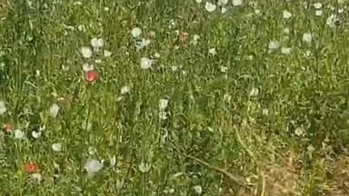 तेंदूखेड़ा: ग्राम सुहेला पौंडी में थाना प्रभारी अरविंद सिंह ने अफीम की अवैध खेती पकड़ी, की कार्यवाही