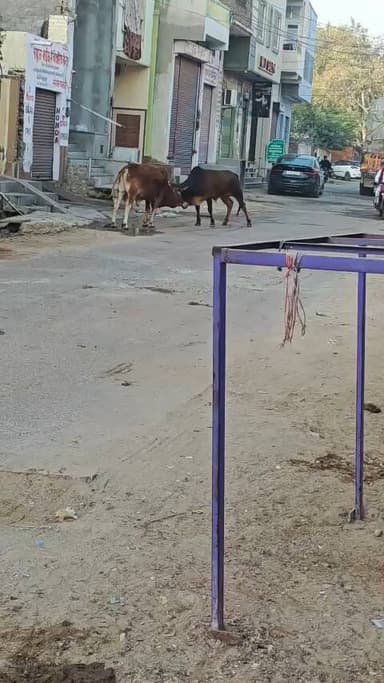 सरदारशहर नगर परिषद के सभापति एवं आयुक्त महोदय से निवेदन है कि आवारा गोवंश को गौशाला में भिजवाने का कष्ट करें