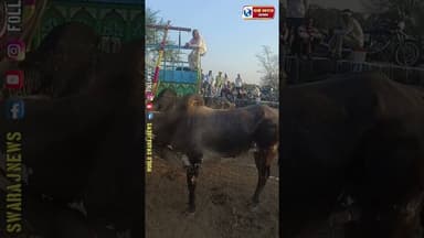 ||हरदा|| की शान बैल गाड़ी दौड़ प्रतियोगिता #belgadi #HARDA #MadhyaPradesh #हरदा_की_हुंकार