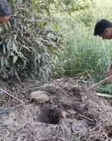 धनघटा: घोरांग गांव में अवैध कच्ची शराब के खिलाफ संयुक्त अभियान, 8 कुंतल लहन किया गया नष्ट