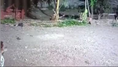 कळवण: साकोरेपाडा परिसरात रात्रीच्या वेळी बिबट्याने केला कोंबड्यांवर हल्ला , पिंजरा लावण्याची मागणी