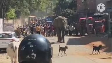 खूंटी: खूंटी में जंगली हाथी के पहुंचने से लोगों में मची दहशत