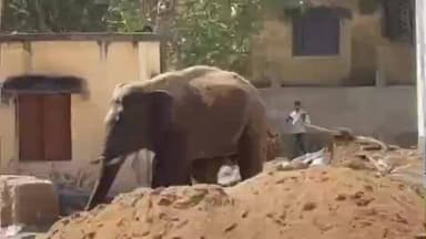 खूंटी: जंगली हाथी खूंटी पहुंचा