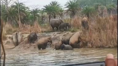 বিনপুর ২: বেলপাহাড়ীর জঙ্গলে প্রবেশ করল প্রায় ৩০-৩৫ টি হাতির একটি বিশাল দল